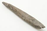 Fossil Xenacanthid Shark Dorsal Spine - Texas #197821-1